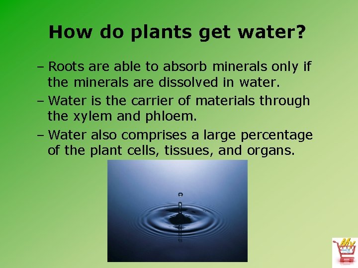 How do plants get water? – Roots are able to absorb minerals only if
