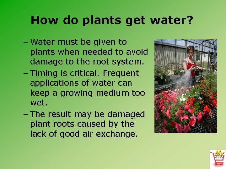 How do plants get water? – Water must be given to plants when needed