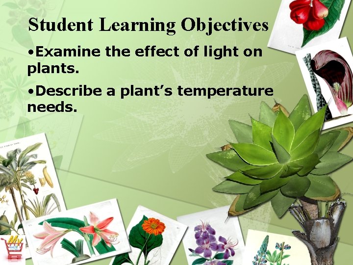 Student Learning Objectives • Examine the effect of light on plants. • Describe a