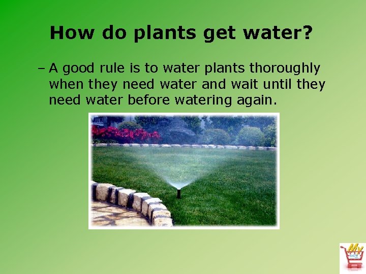 How do plants get water? – A good rule is to water plants thoroughly