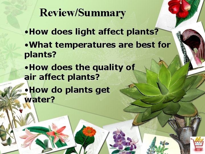 Review/Summary • How does light affect plants? • What temperatures are best for plants?