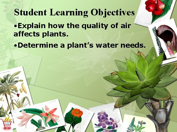 Student Learning Objectives • Explain how the quality of air affects plants. • Determine