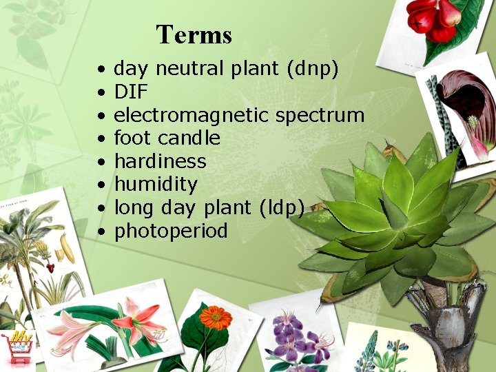 Terms • • day neutral plant (dnp) DIF electromagnetic spectrum foot candle hardiness humidity