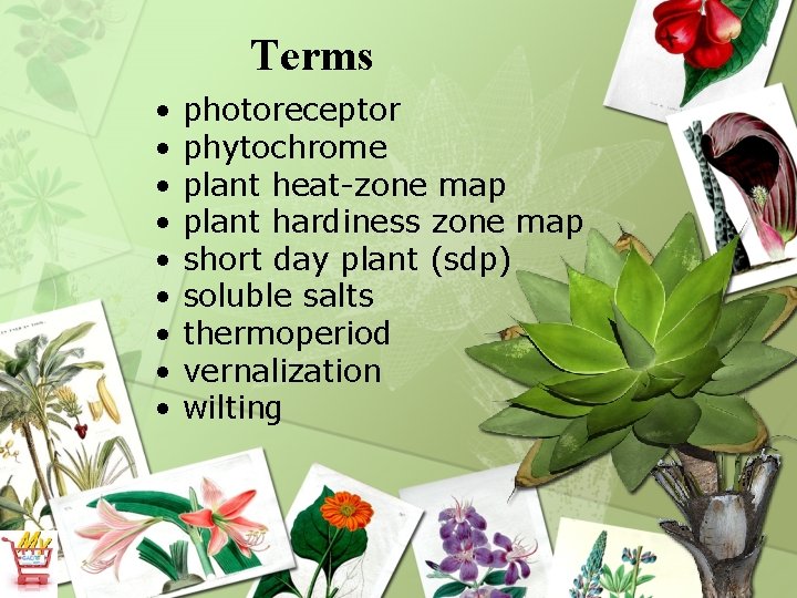 Terms • • • photoreceptor phytochrome plant heat-zone map plant hardiness zone map short
