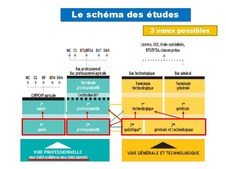 Le schéma des études 3 vœux possibles 