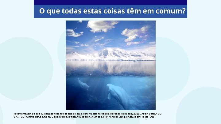 O que todas estas coisas têm em comum? Fotomontagem de baleias belugas nadando abaixo