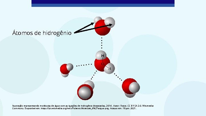 Átomos de hidrogênio Ilustração representando moléculas de água com as ligações de hidrogênio destacadas,