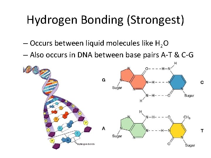 Hydrogen Bonding (Strongest) – Occurs between liquid molecules like H 2 O – Also
