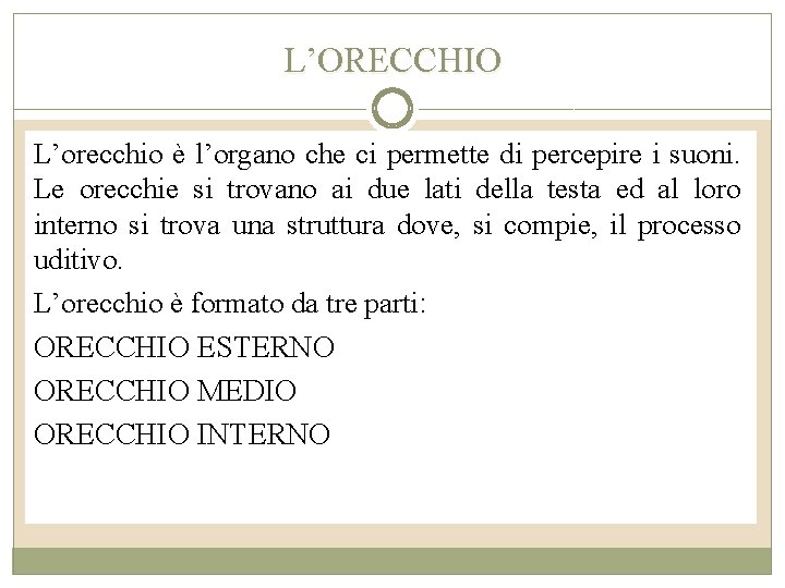 L’ORECCHIO L’orecchio è l’organo che ci permette di percepire i suoni. Le orecchie si