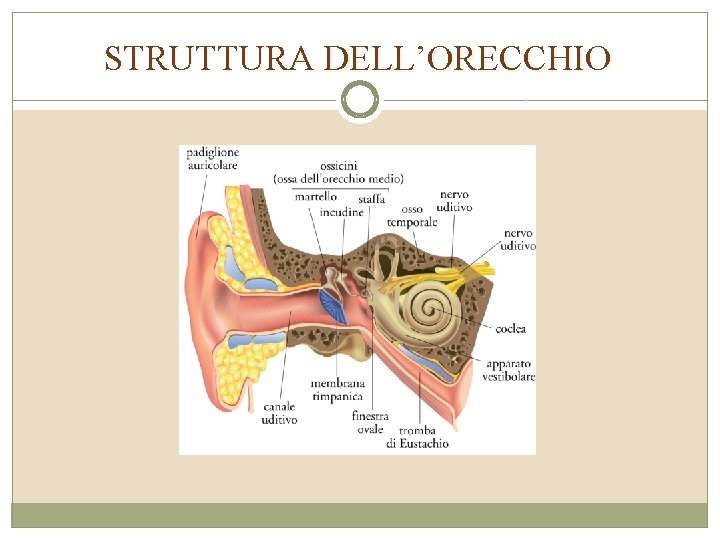 STRUTTURA DELL’ORECCHIO 