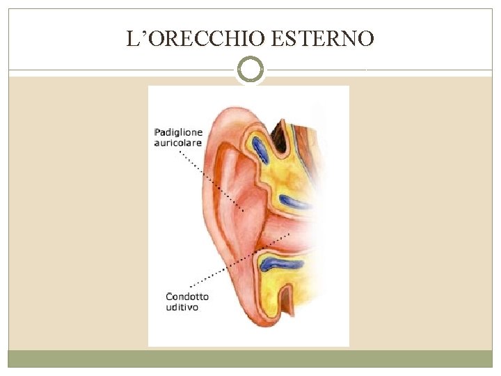 L’ORECCHIO ESTERNO 