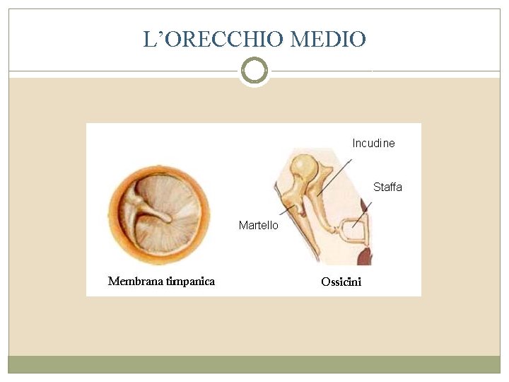 L’ORECCHIO MEDIO 