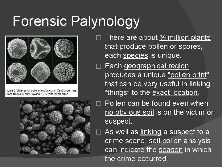 Forensic Palynology There about ½ million plants that produce pollen or spores, each species