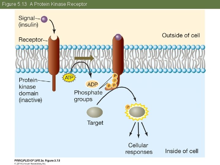 Figure 5. 13 A Protein Kinase Receptor 