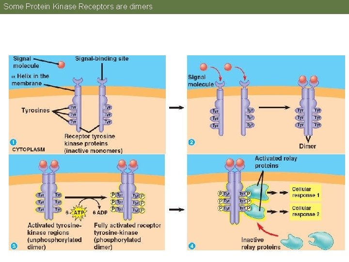 Some Protein Kinase Receptors are dimers 