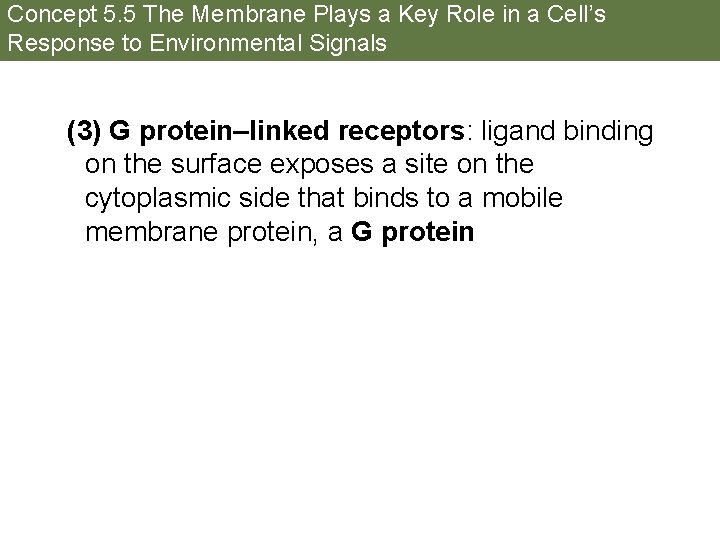 Concept 5. 5 The Membrane Plays a Key Role in a Cell’s Response to