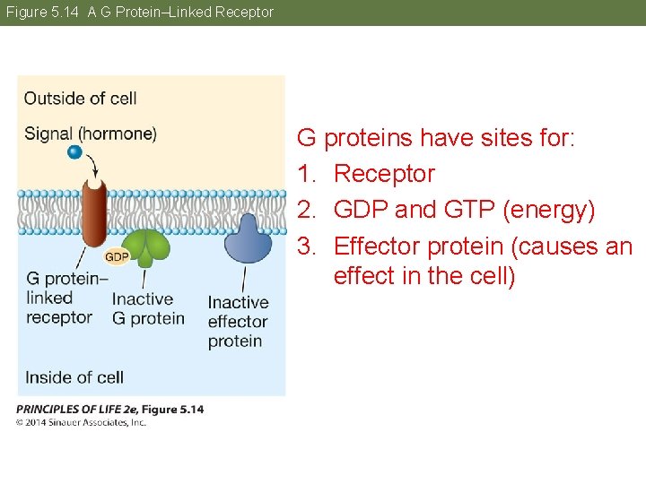 Figure 5. 14 A G Protein–Linked Receptor G proteins have sites for: 1. Receptor