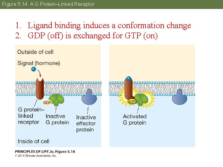 Figure 5. 14 A G Protein–Linked Receptor 1. Ligand binding induces a conformation change