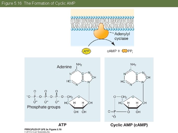Figure 5. 16 The Formation of Cyclic AMP 