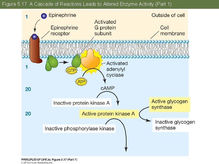 Figure 5. 17 A Cascade of Reactions Leads to Altered Enzyme Activity (Part 1)