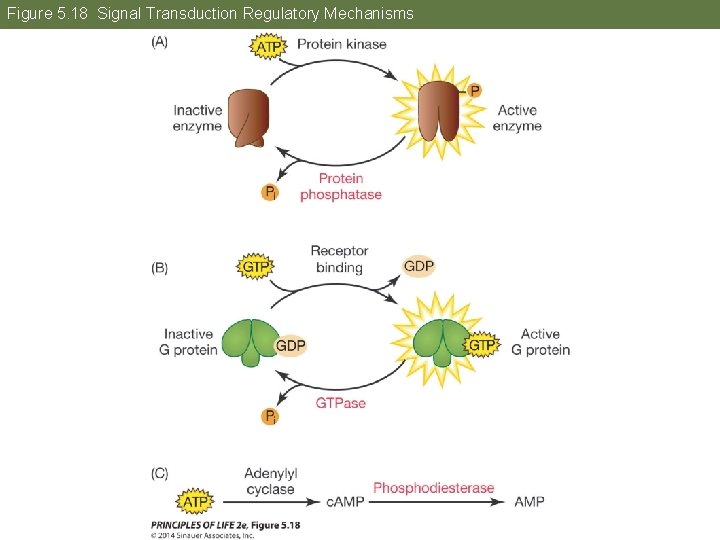 Figure 5. 18 Signal Transduction Regulatory Mechanisms 