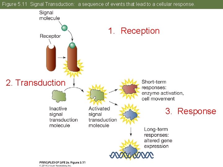 Figure 5. 11 Signal Transduction: a sequence of events that lead to a cellular