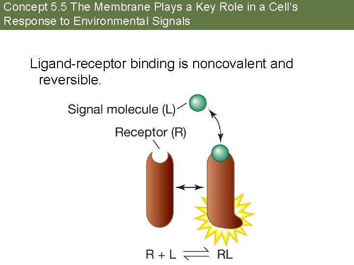 Concept 5. 5 The Membrane Plays a Key Role in a Cell’s Response to