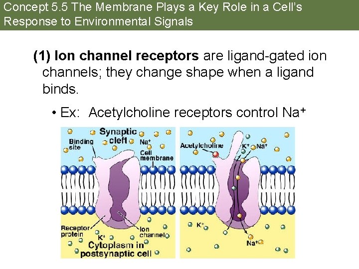 Concept 5. 5 The Membrane Plays a Key Role in a Cell’s Response to