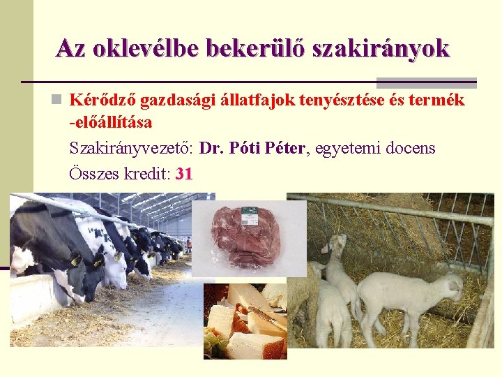 Az oklevélbe bekerülő szakirányok n Kérődző gazdasági állatfajok tenyésztése és termék -előállítása Szakirányvezető: Dr.