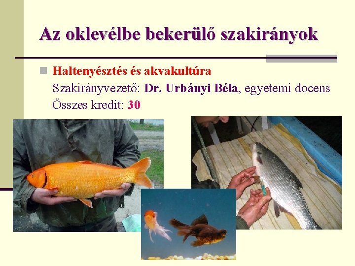 Az oklevélbe bekerülő szakirányok n Haltenyésztés és akvakultúra Szakirányvezető: Dr. Urbányi Béla, egyetemi docens