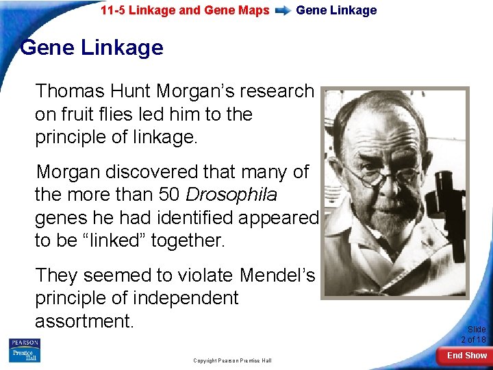 11 -5 Linkage and Gene Maps Gene Linkage Thomas Hunt Morgan’s research on fruit