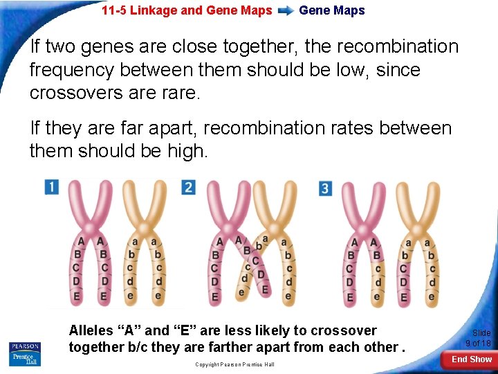 11 -5 Linkage and Gene Maps If two genes are close together, the recombination