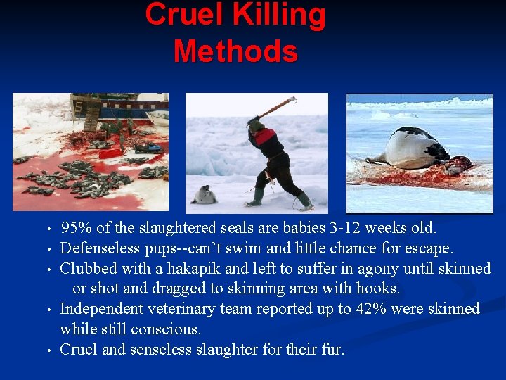 Cruel Killing Methods • • • 95% of the slaughtered seals are babies 3