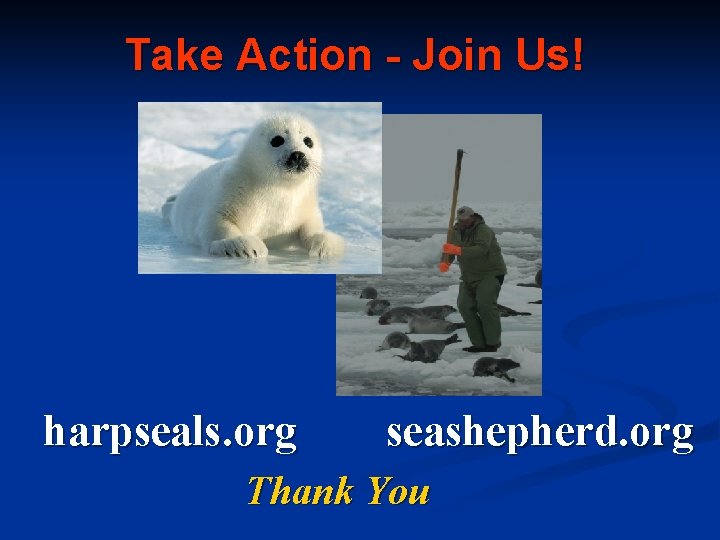 Take Action - Join Us! harpseals. org seashepherd. org Thank You 