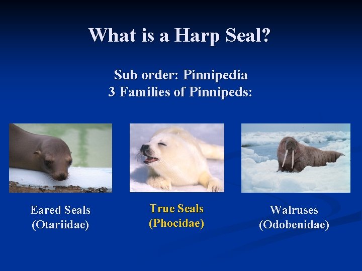 What is a Harp Seal? Sub order: Pinnipedia 3 Families of Pinnipeds: Eared Seals