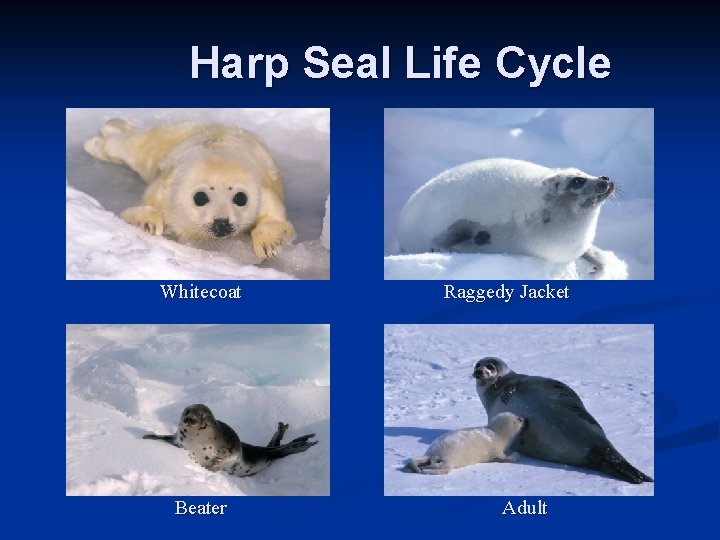 Harp Seal Life Cycle Whitecoat Beater Raggedy Jacket Adult 