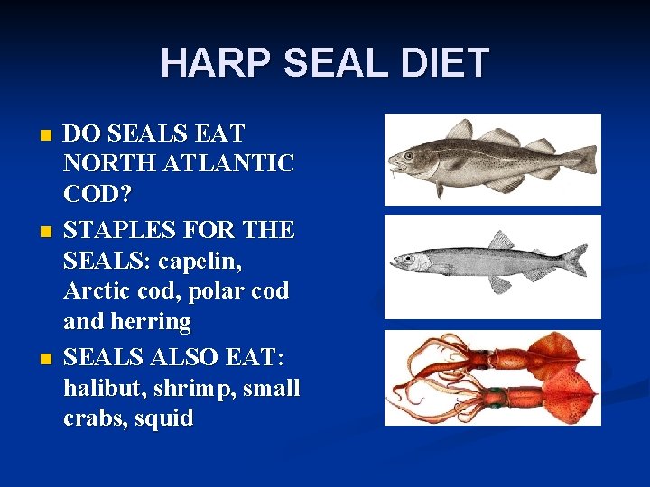 HARP SEAL DIET n n n DO SEALS EAT NORTH ATLANTIC COD? STAPLES FOR