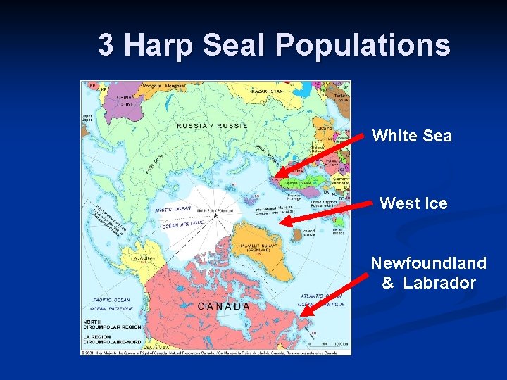 3 Harp Seal Populations White Sea West Ice Newfoundland & Labrador 