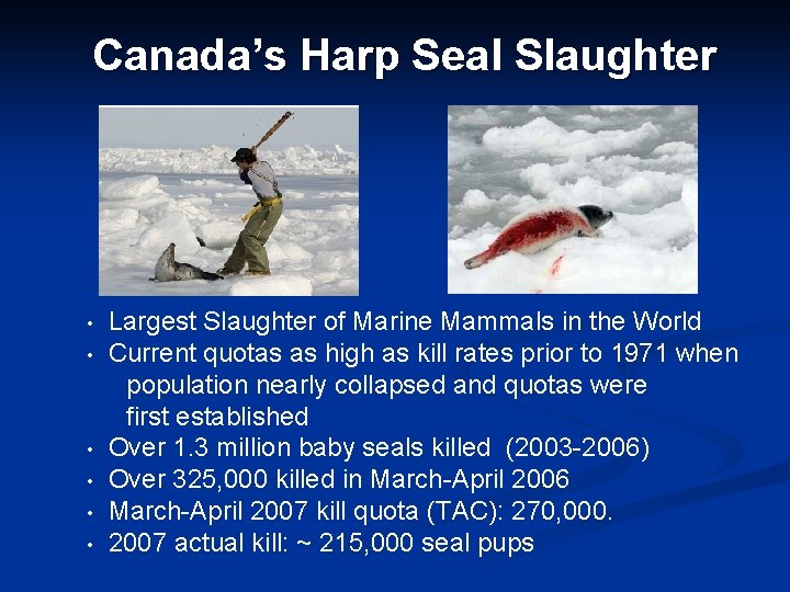 Canada’s Harp Seal Slaughter • • • Largest Slaughter of Marine Mammals in the