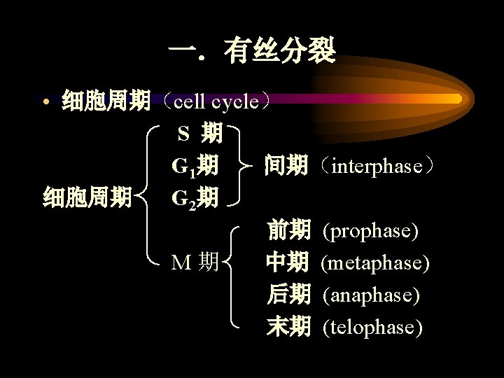 一．有丝分裂 • 细胞周期（cell cycle） S 期 G 1期 间期（interphase） 细胞周期 G 2期 前期 (prophase)