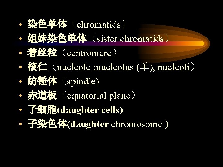  • • 染色单体（chromatids） 姐妹染色单体（sister chromatids） 着丝粒（centromere） 核仁（nucleole ; nucleolus (单), nucleoli） 纺锤体（spindle) 赤道板（equatorial