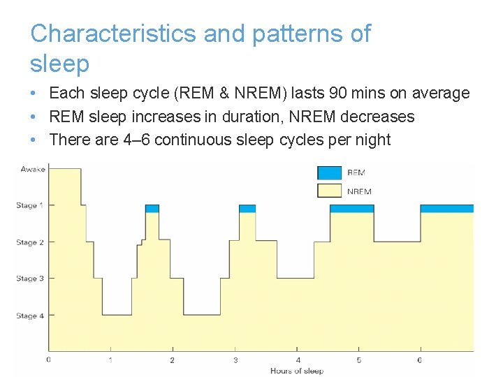 Stages of sleep Characteristics and patterns of sleep • Each sleep cycle (REM &