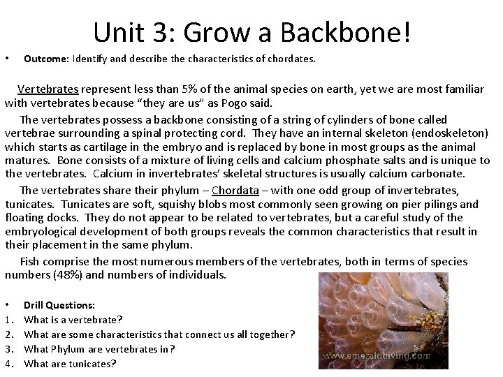 Unit 3: Grow a Backbone! • Outcome: Identify and describe the characteristics of chordates.