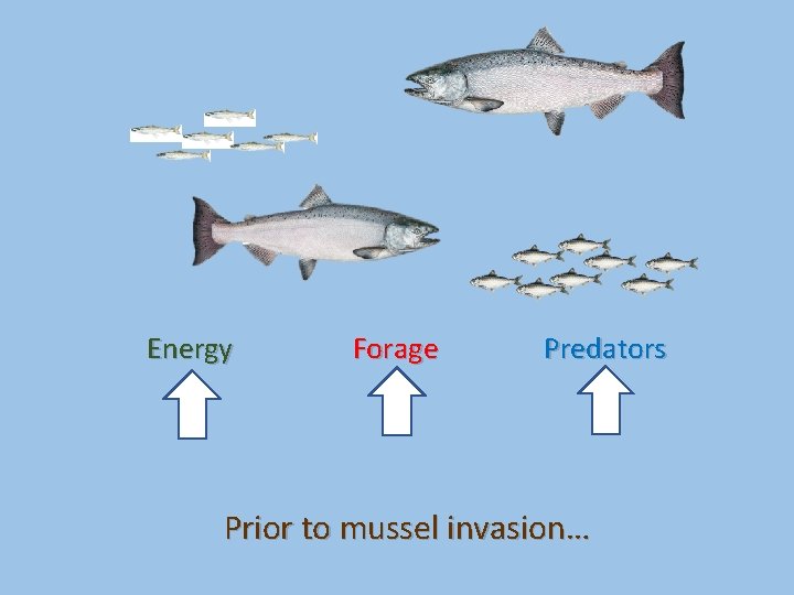 Energy Forage Predators Prior to mussel invasion… 