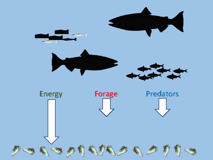 Energy Forage Predators 