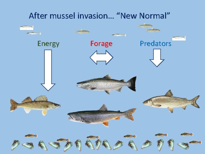 After mussel invasion… “New Normal” Energy Forage Predators 