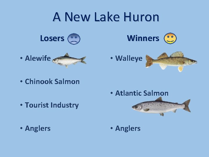 A New Lake Huron Losers • Alewife Winners • Walleye • Chinook Salmon •