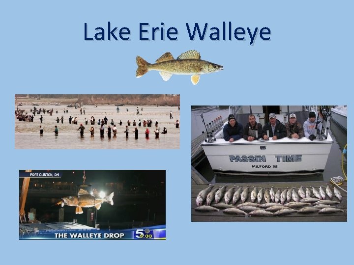 Lake Erie Walleye 