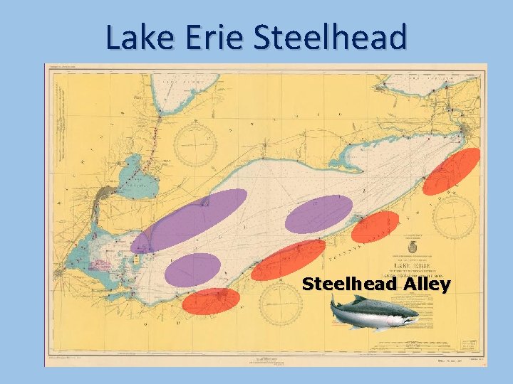 Lake Erie Steelhead Alley 