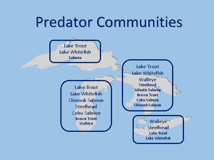 Predator Communities Lake Trout Lake Whitefish Salmon Lake Trout Lake Whitefish Walleye Lake Trout